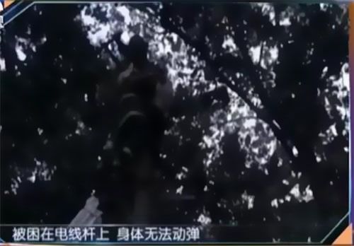 珠江電纜快訊|男子觸電被困，家屬怒斥消防員“帶電也得救”！